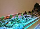 DSC 6007